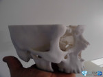 Boîte crânienne en coupe (TDM) — réalisé en 3DP